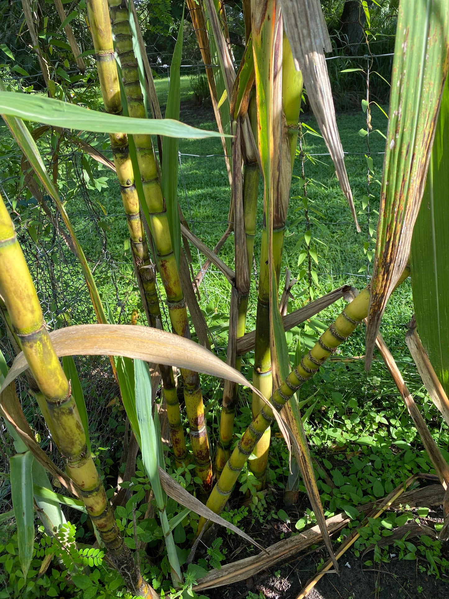 Sugar Cane Plant, GREEN/YELLOW, Organically Grown