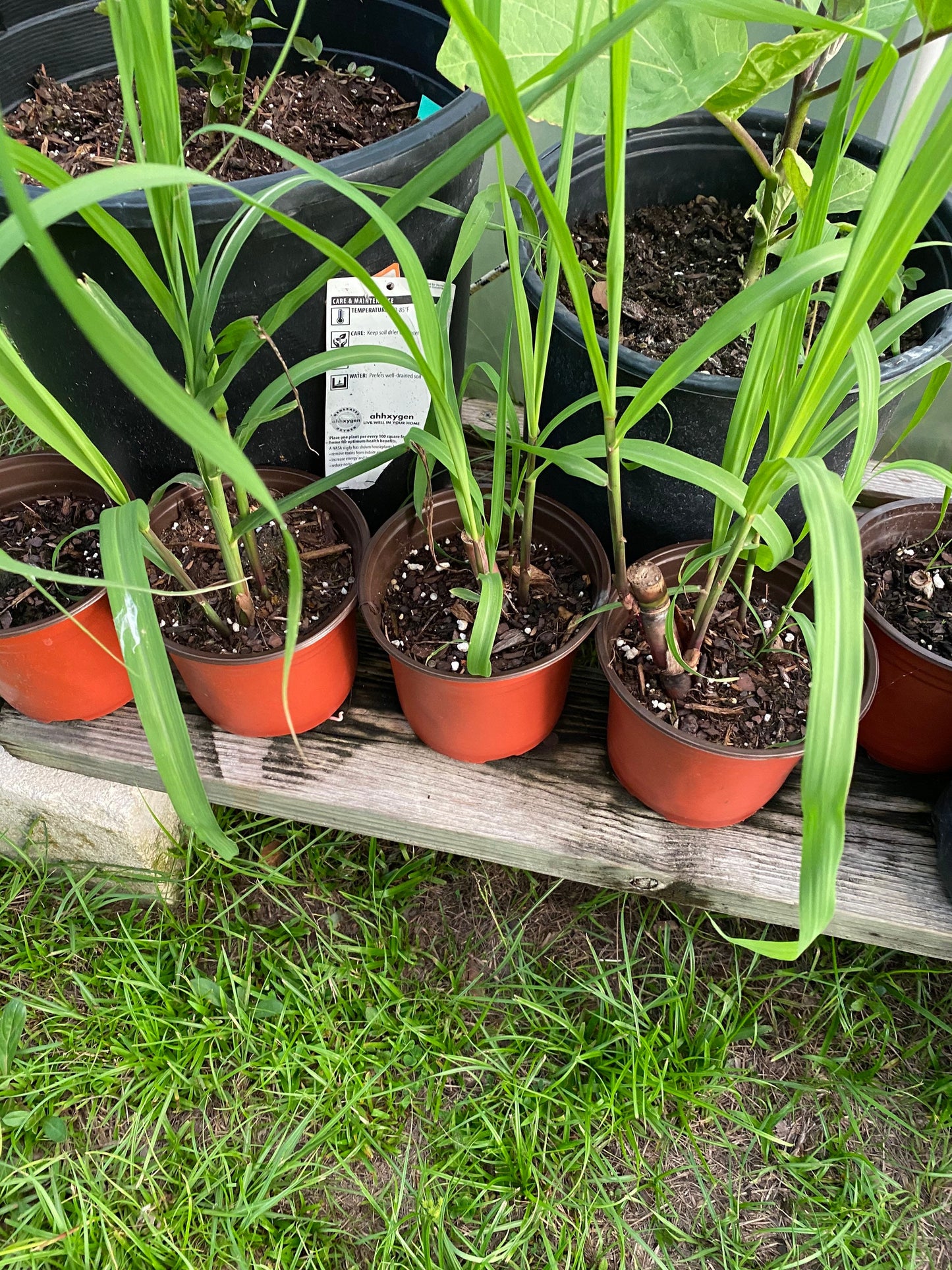 Red Sweet Sugar Cane Plants, Florida red Cane medium soft.