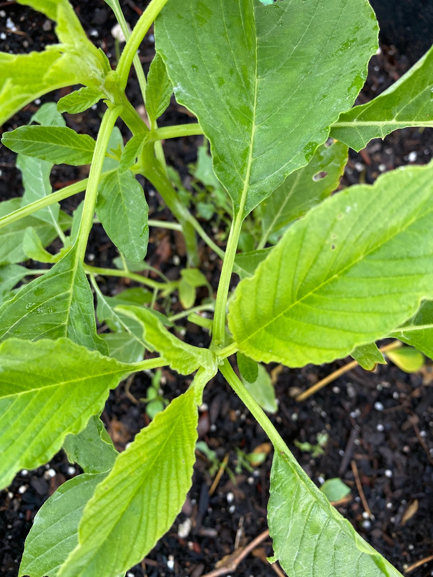 GREEN Amaranth (Green Variety) Bush greens,Careless Greens, Amaranthus, tete pupa, pigweed, , alefo, efo, bayam, Chinese Spinach), 500 seeds