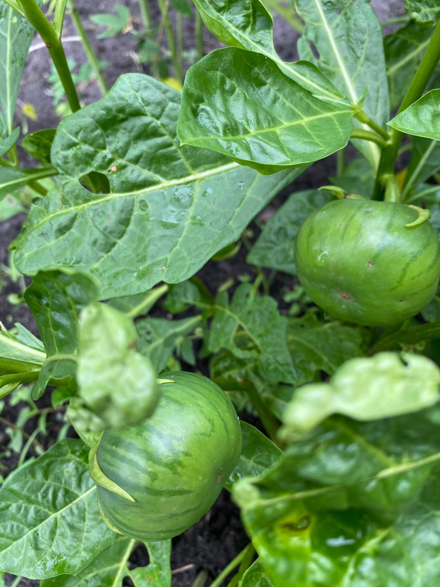 Gbogname Eggplant,Solanum macrocarpon Seeds