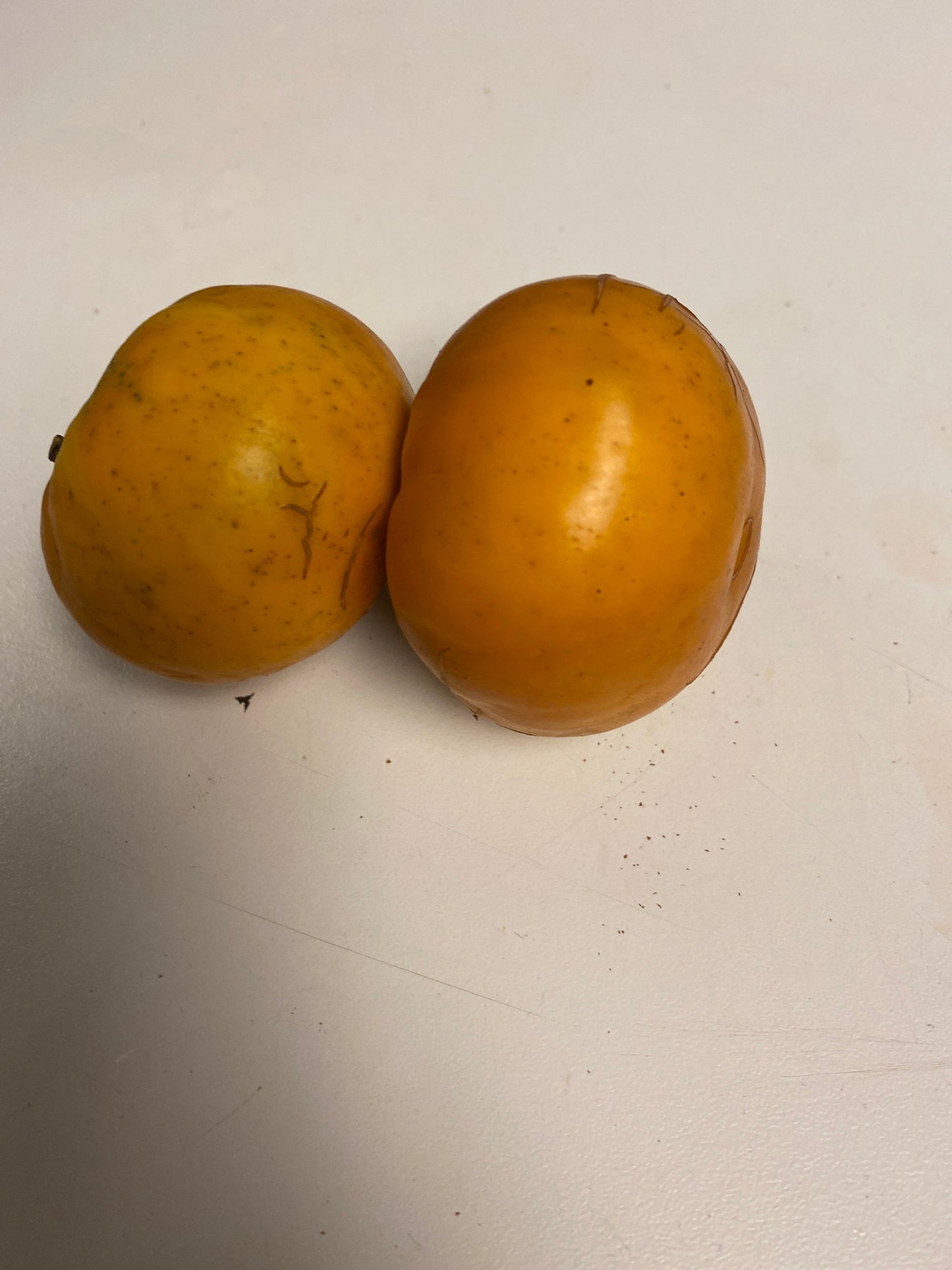 Gbogname Eggplant,Solanum macrocarpon Seeds