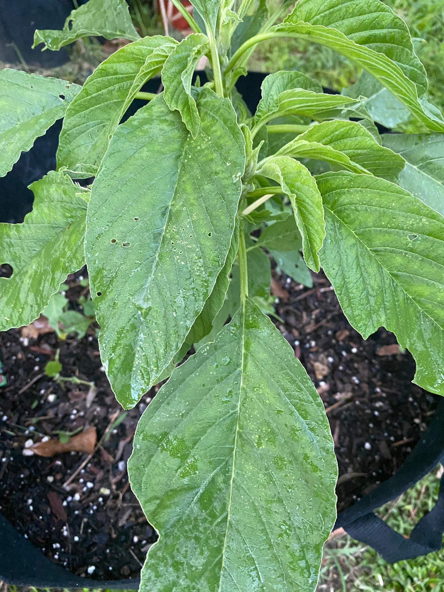 GREEN Amaranth (Green Variety) Bush greens,Careless Greens, Amaranthus, tete pupa, pigweed, , alefo, efo, bayam, Chinese Spinach), 500 seeds