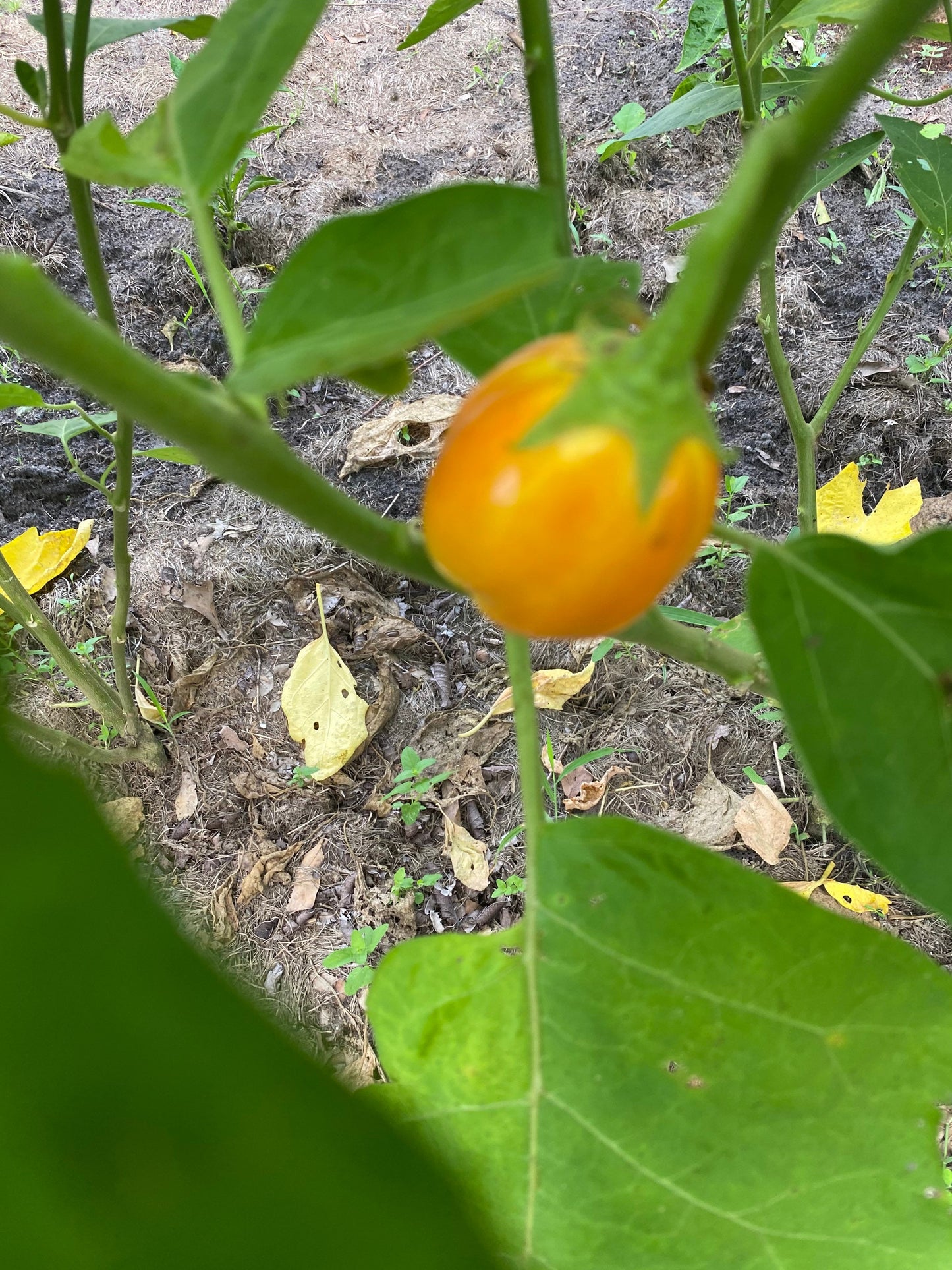 White Garden Egg, African eggplant Seeds, solanum Aethiopicum