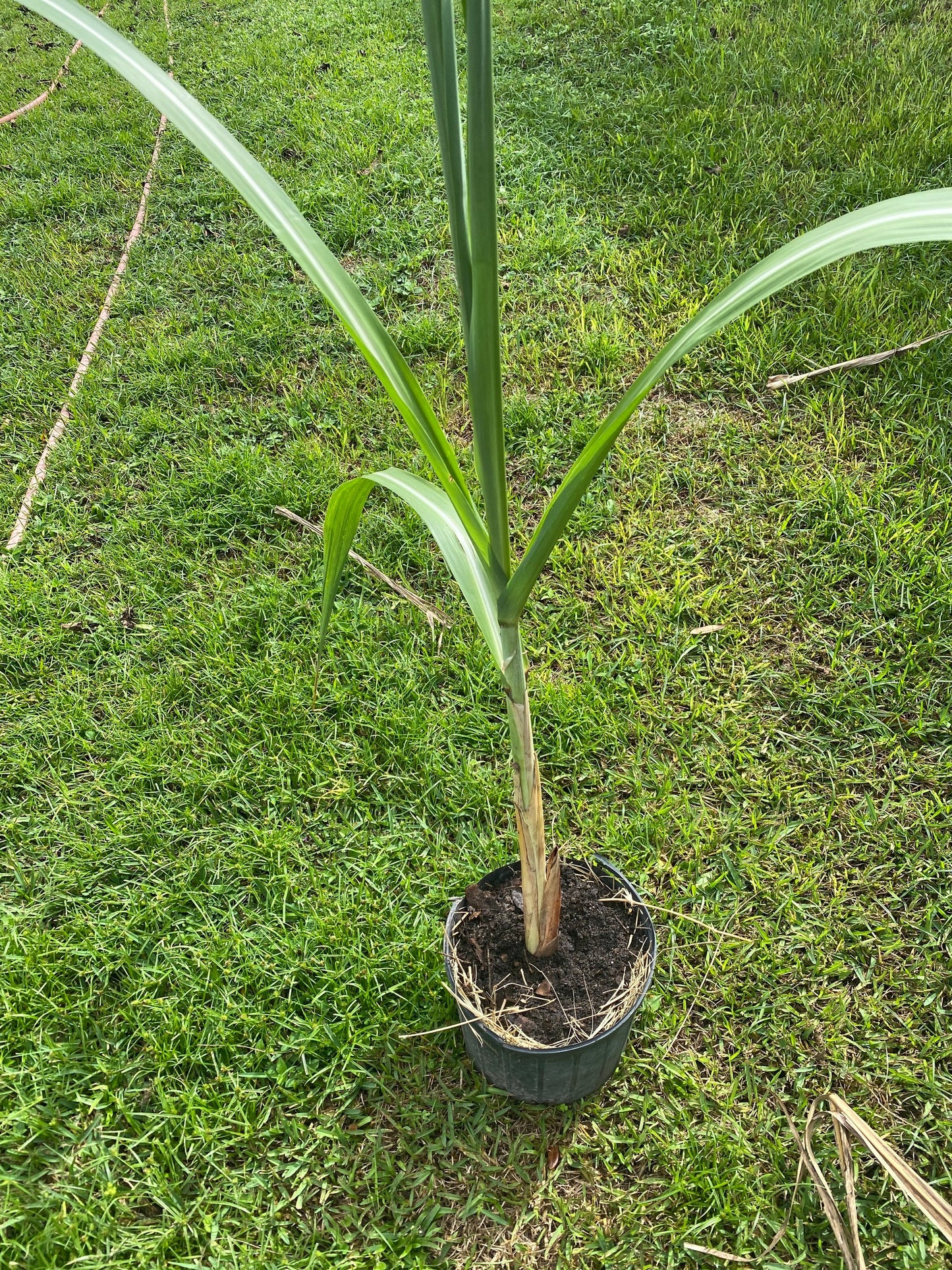 Sugar Cane Plant, GREEN/YELLOW, Organically Grown