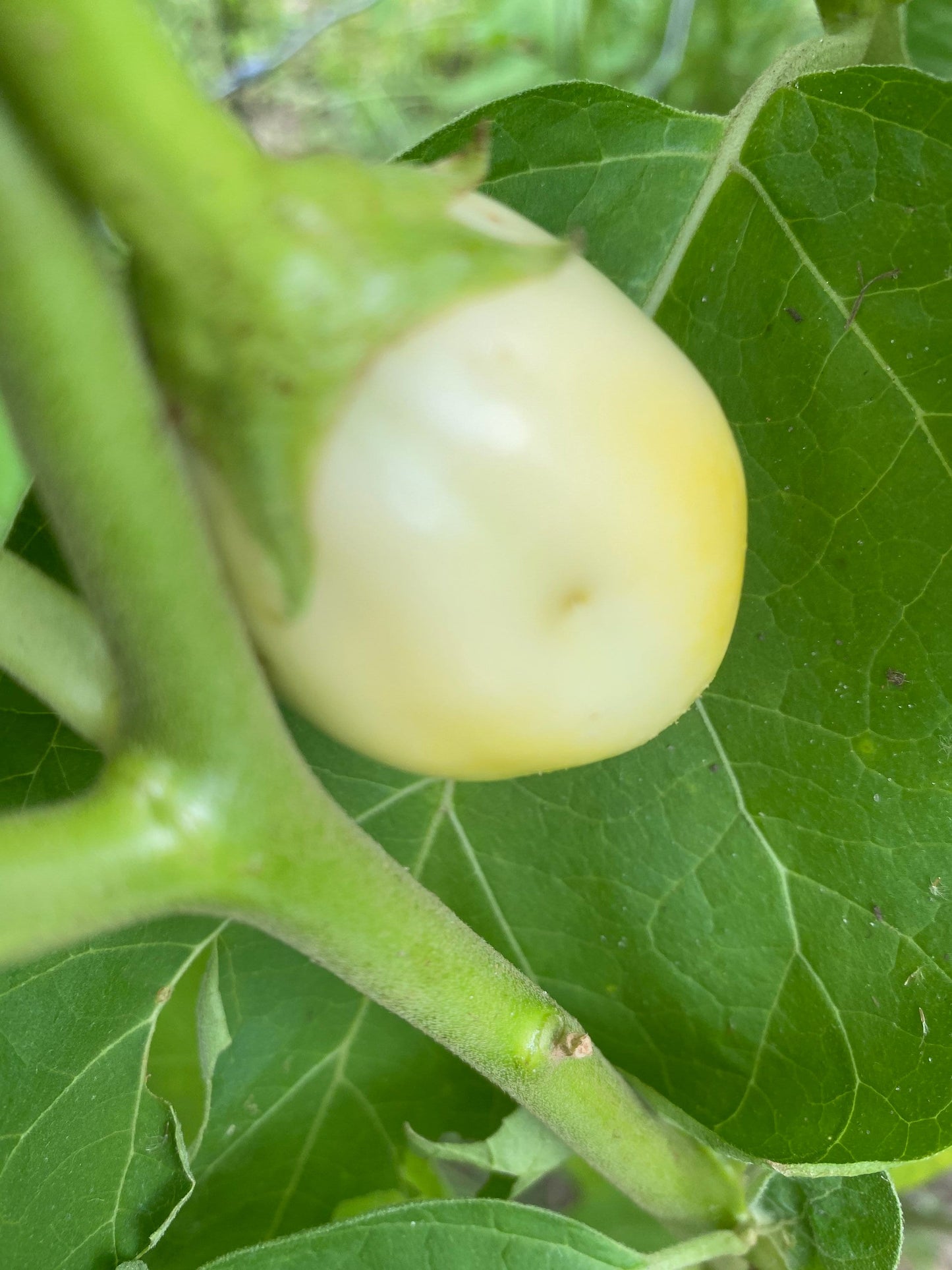 White Garden Egg, African eggplant Seeds, solanum Aethiopicum