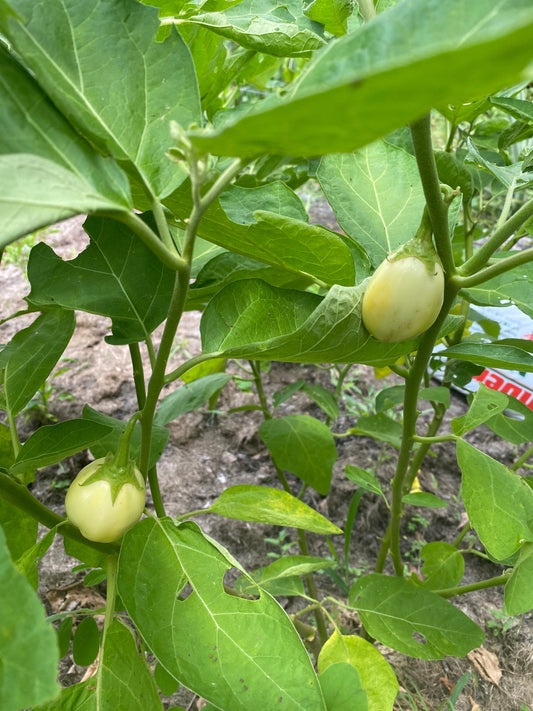 White Garden Egg, African eggplant Seeds, solanum Aethiopicum