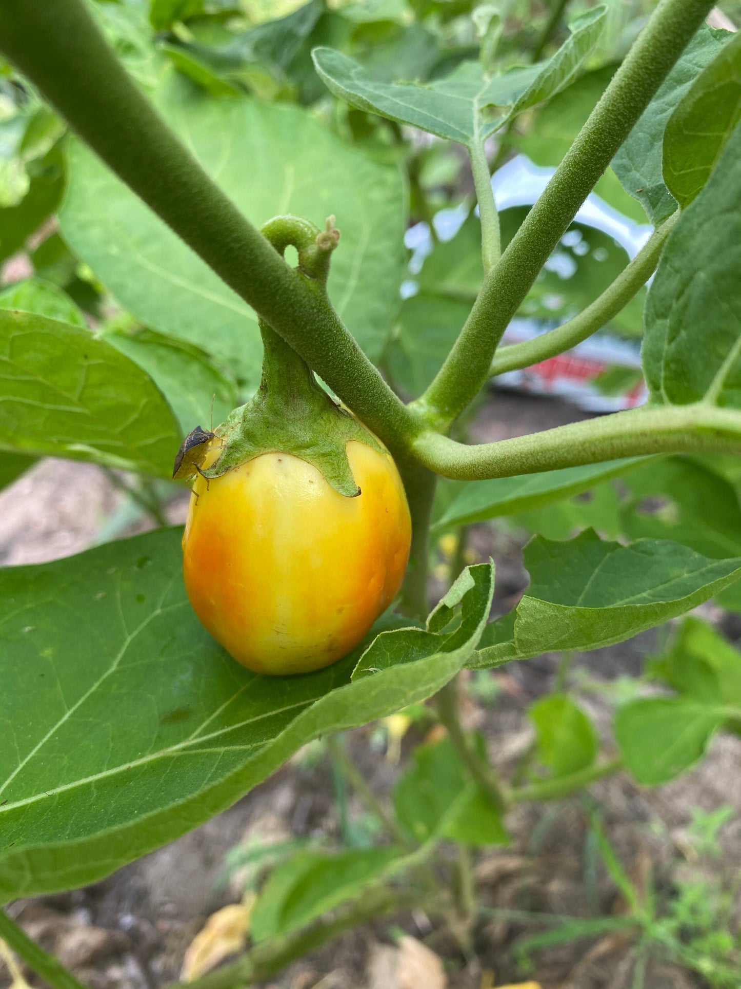 White Garden Egg, African eggplant Seeds, solanum Aethiopicum