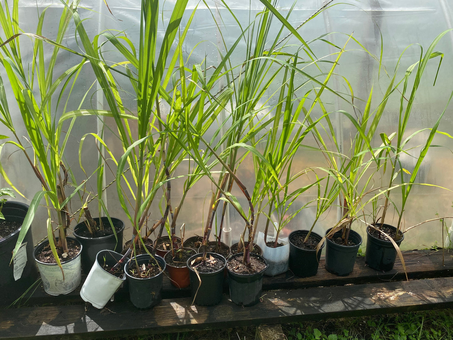 Red Sweet Sugar Cane Plants, Florida red Cane medium soft.