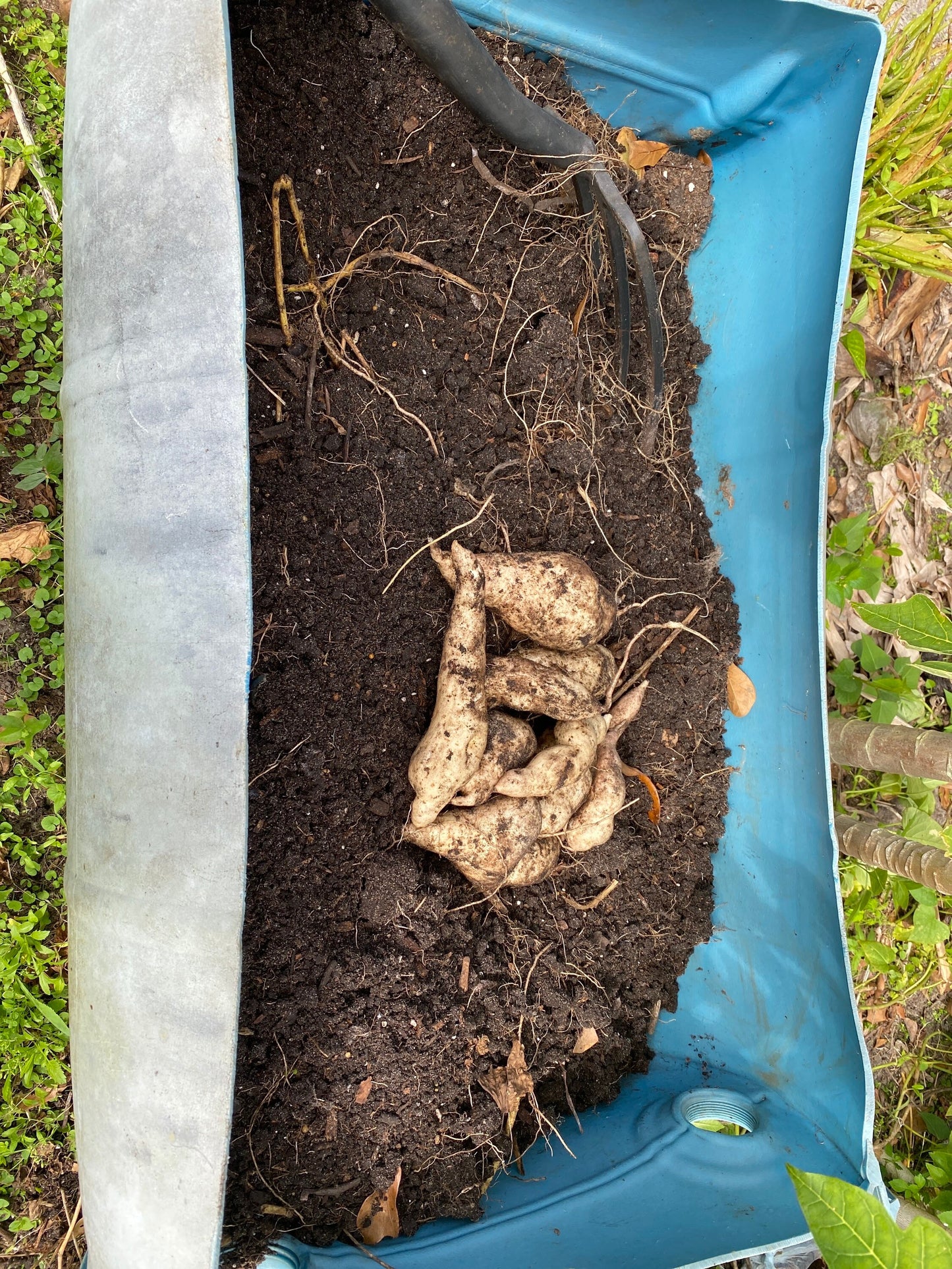 15 Cuttings Of Sweet Potato, African Sweet Potato, Sweet Potato, Ipomoea Batastas, 6 to 7 inch Cuttings