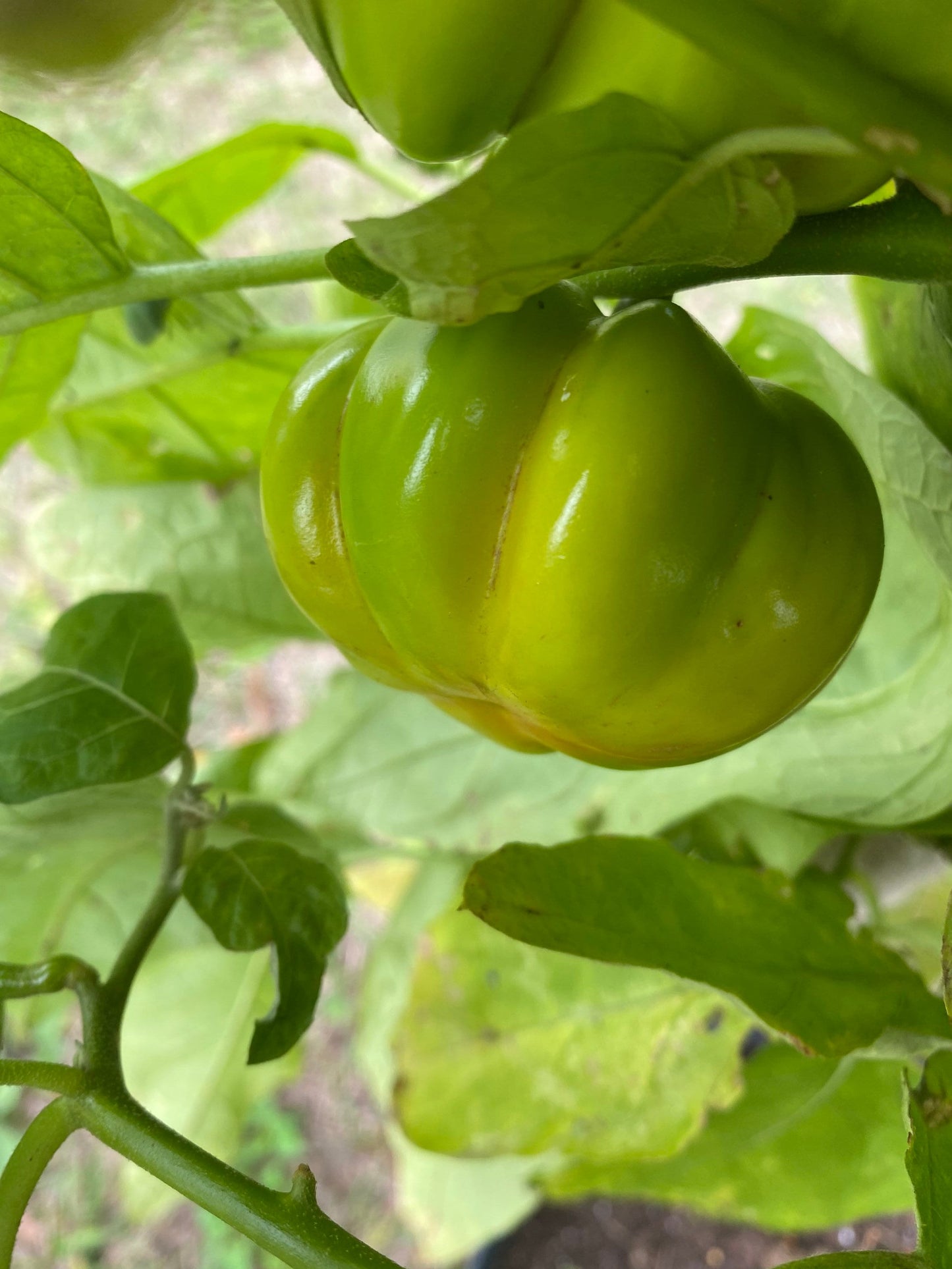 African Eggplant Seeds , 15 Seeds