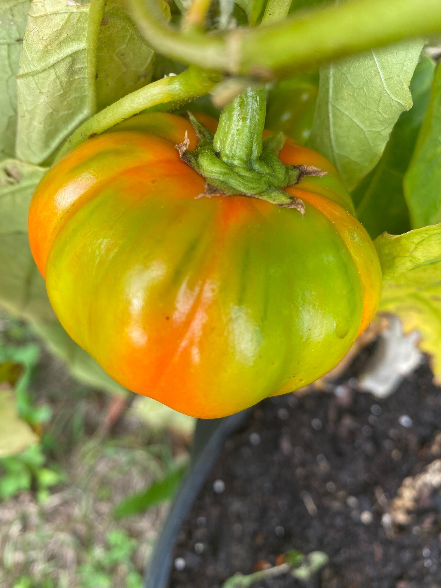 African Eggplant Seeds , 15 Seeds