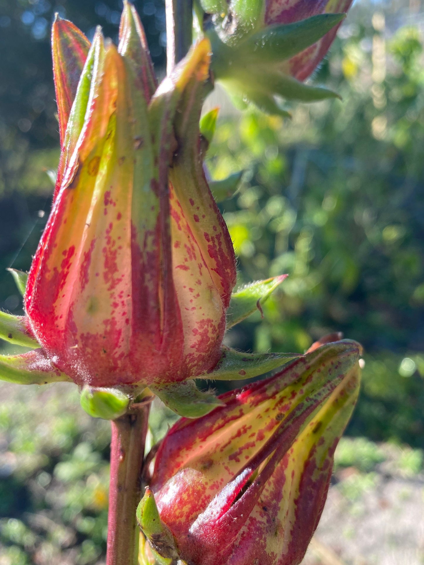 African Sorrell Seeds