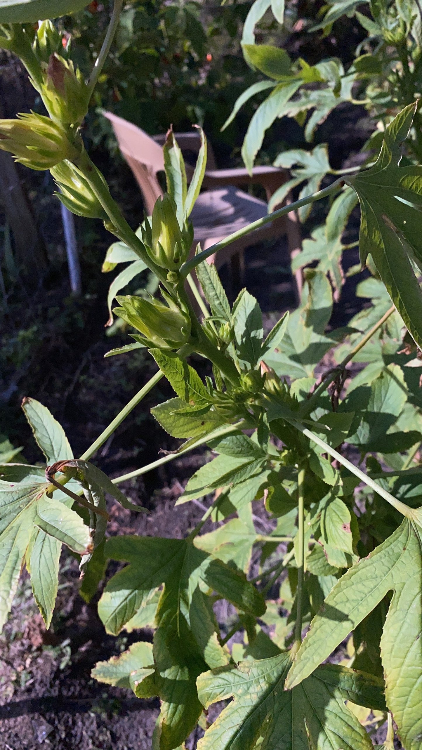 African Sorrell Seeds