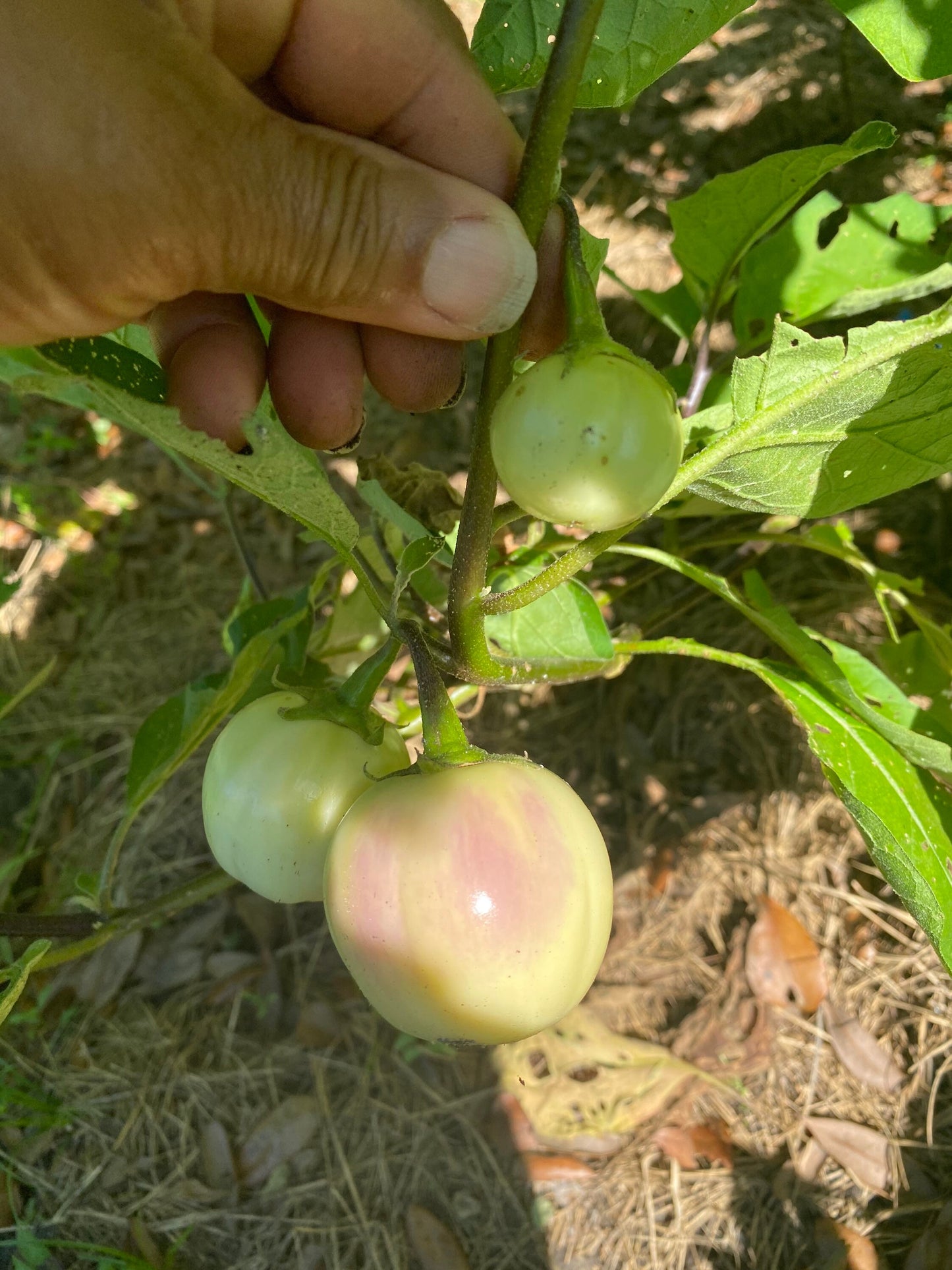 African eggplant, Thai eggplant seeds