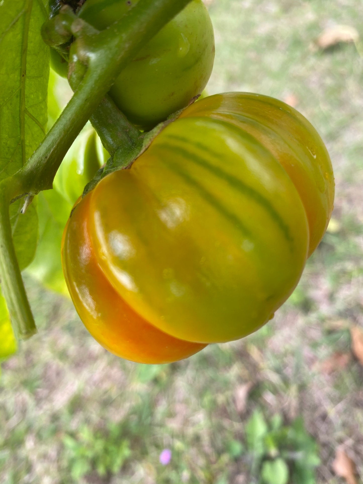 African Eggplant Seeds , 15 Seeds