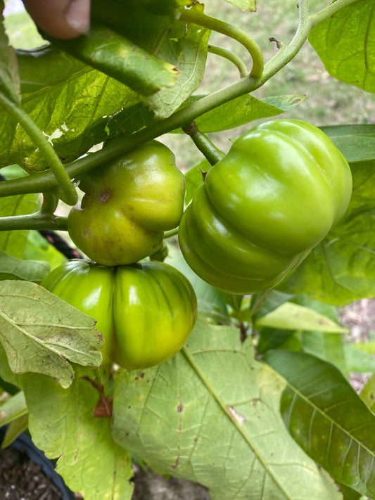 African Eggplant Seeds , 15 Seeds