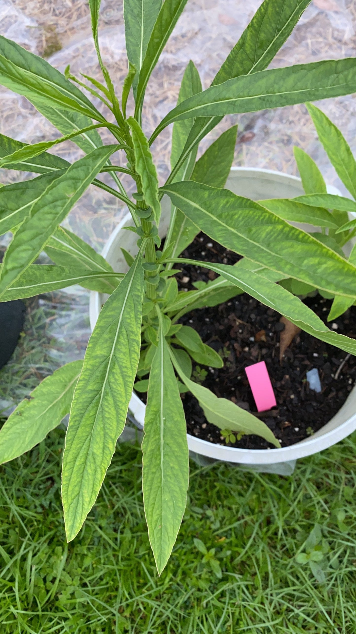 Lagos Spinach, celosia of Amaranth