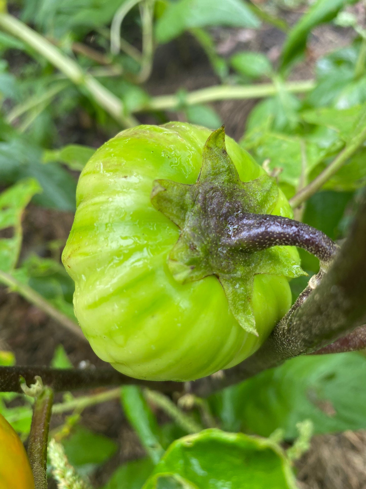 African Burkina Faso Eggplant Seeds, Bitter Ball, Garden Eggs  Seeds, Solanum Aethiopicum