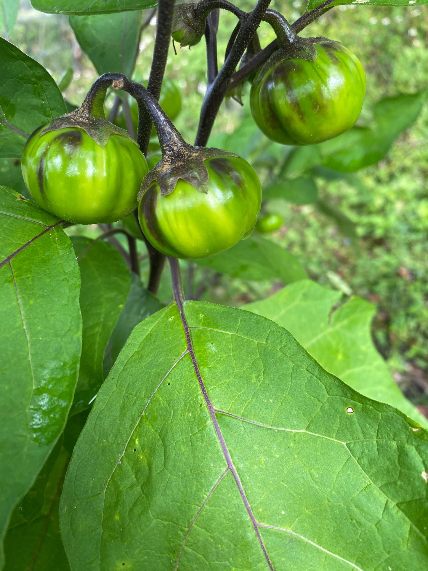 African Burkina Faso Eggplant Seeds, Bitter Ball, Garden Eggs  Seeds, Solanum Aethiopicum