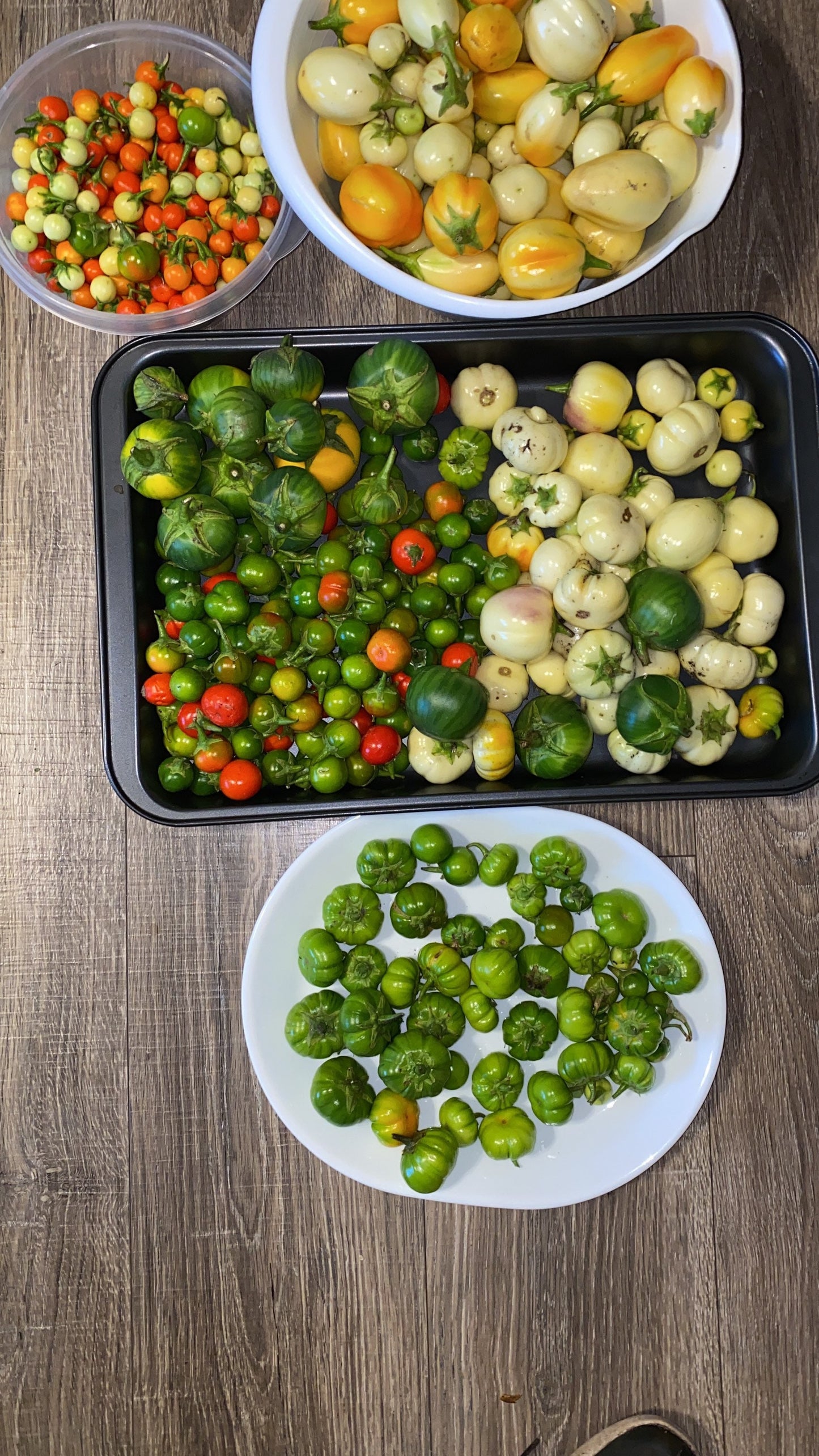 Bitterball, garden eggs Garden Eggs, Mock Tomato, ngogwe, onyanya chungu.