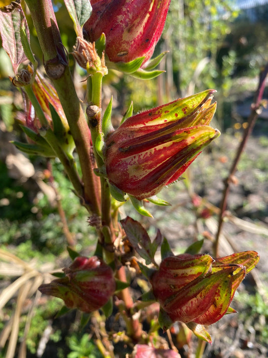 African Sorrell Seeds