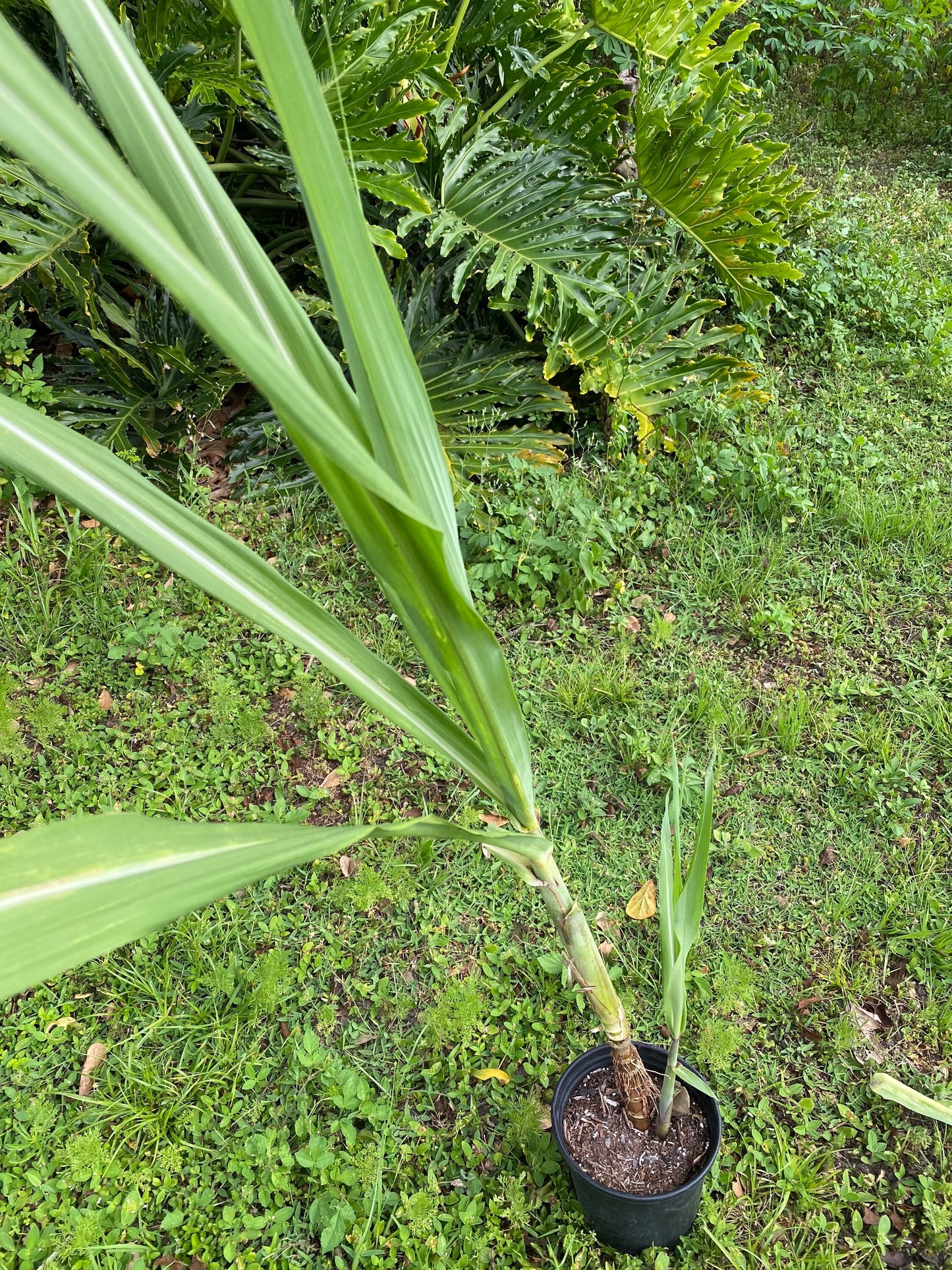 Sugar Cane Plant, GREEN/YELLOW, Organically Grown