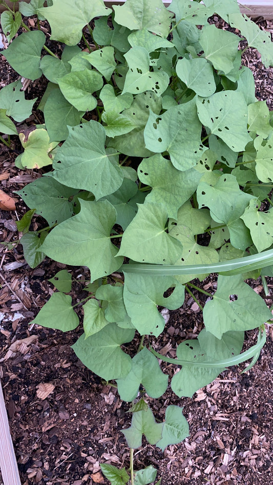 Japanese Potato Cuttings, 10 cuttings