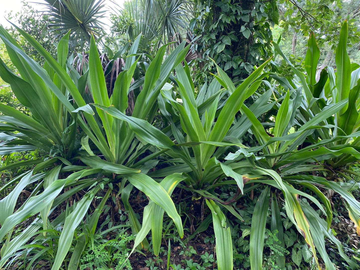 Swamp Spider Lily Plant Hymenocallis littoralis White Plant Flower Foliage