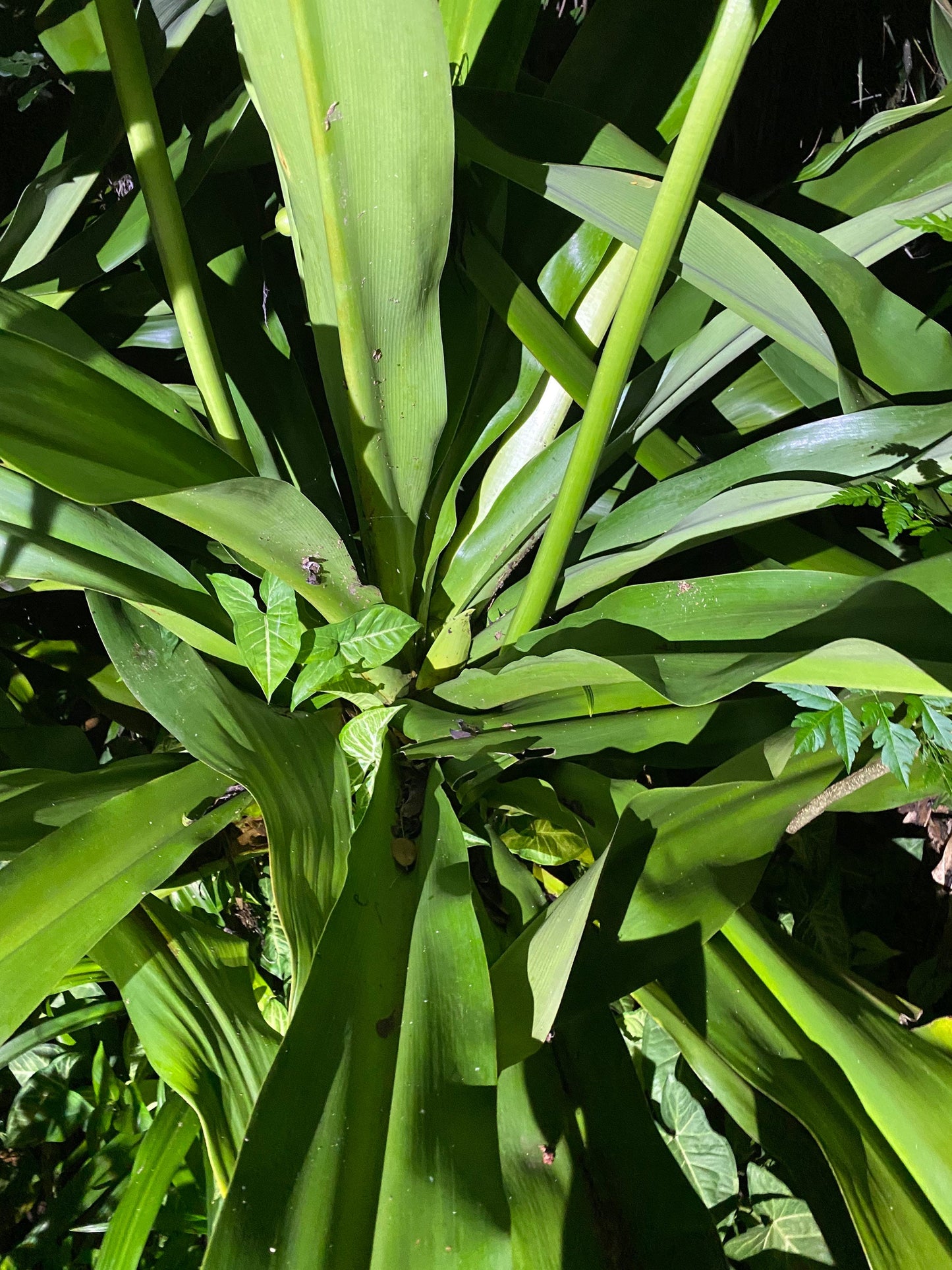 Swamp Spider Lily Plant Hymenocallis littoralis White Plant Flower Foliage