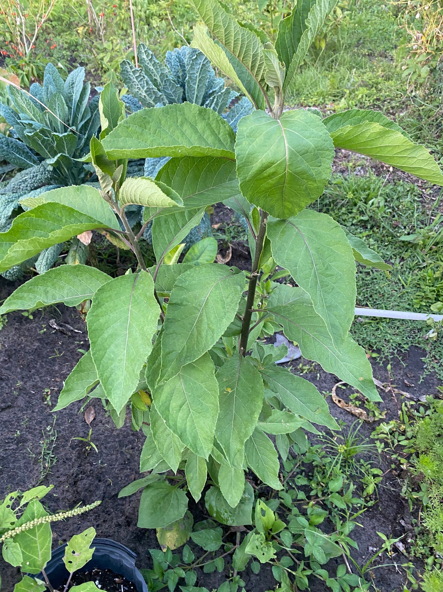 Fresh Bitter Leaf 1/2 LB