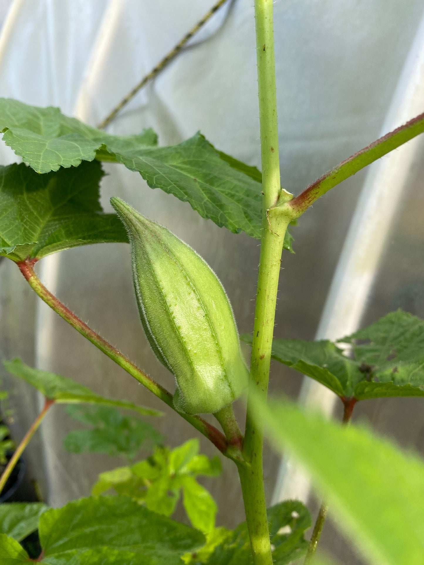 Okra or Okro , Abelmoschus esculentus, Authentic Nigerian Okra, 25 seeds