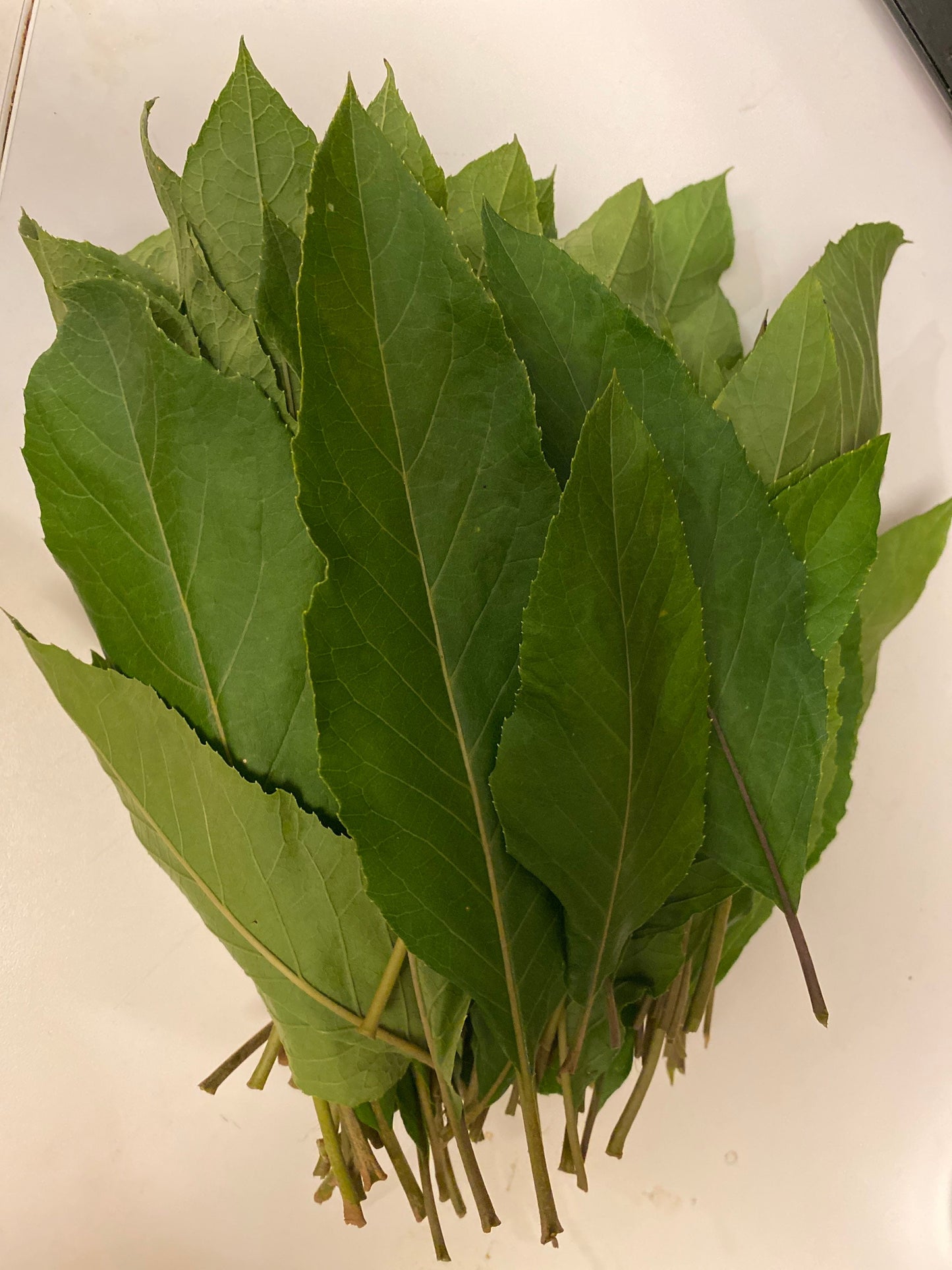 Fresh Bitter Leaf 1/2 LB