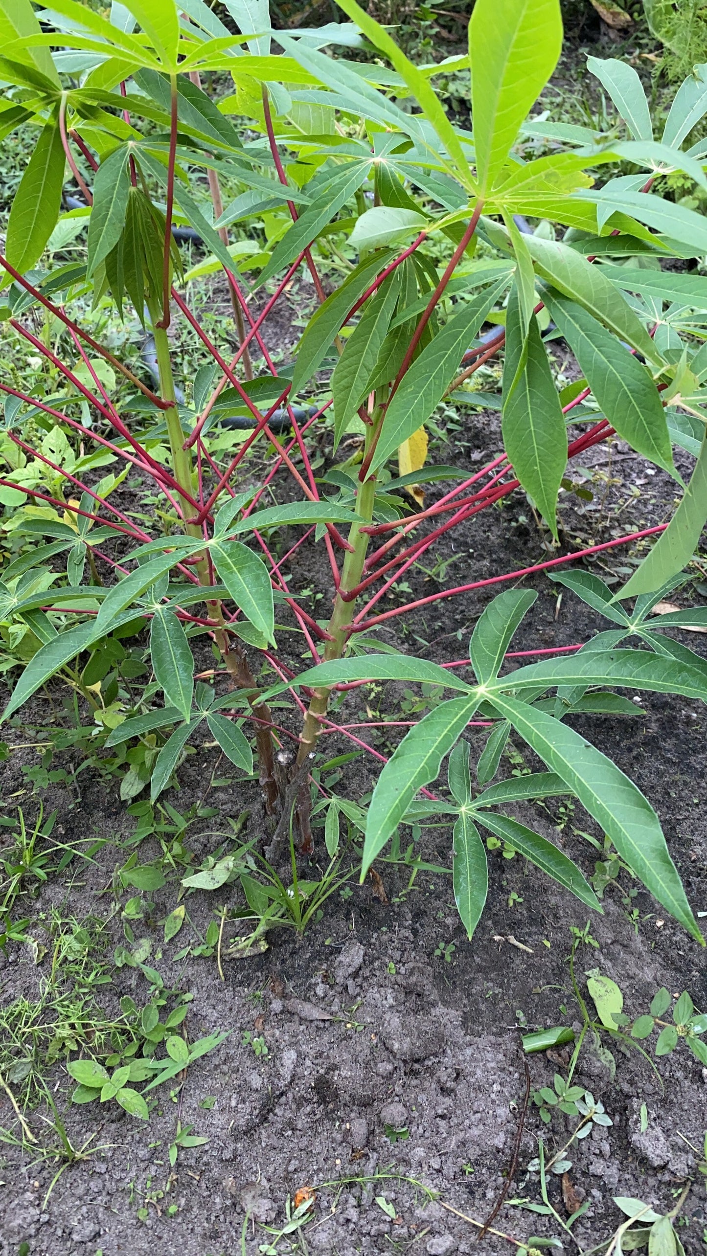 Sweet Jamaican Cassava Cuttings 3 Cuttings