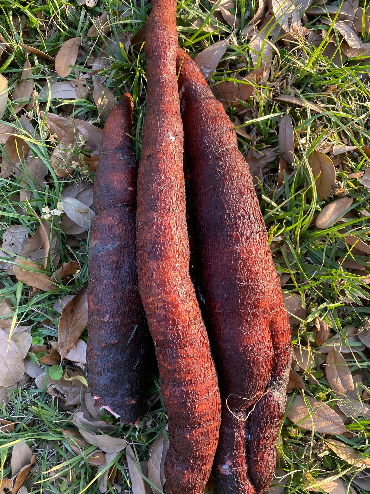 Sweet Jamaican Cassava Cuttings 3 Cuttings