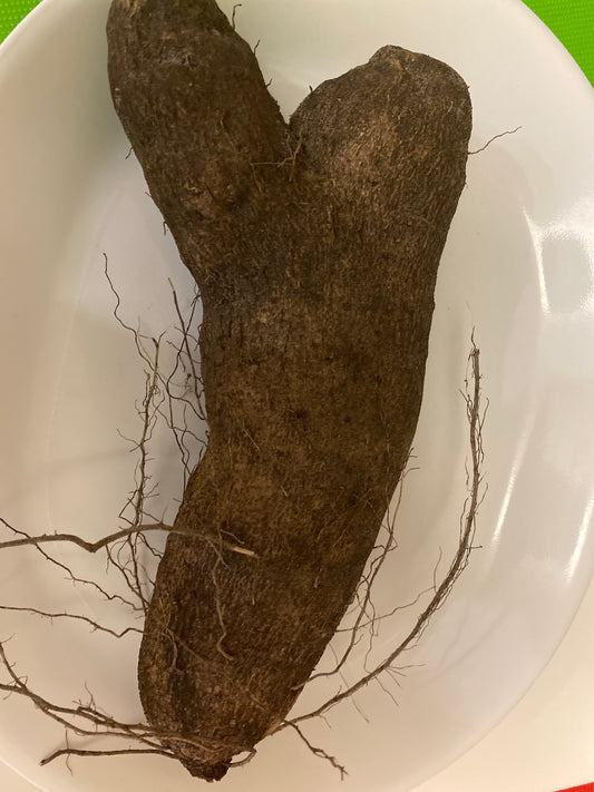 African Yam, Jamaican Yam