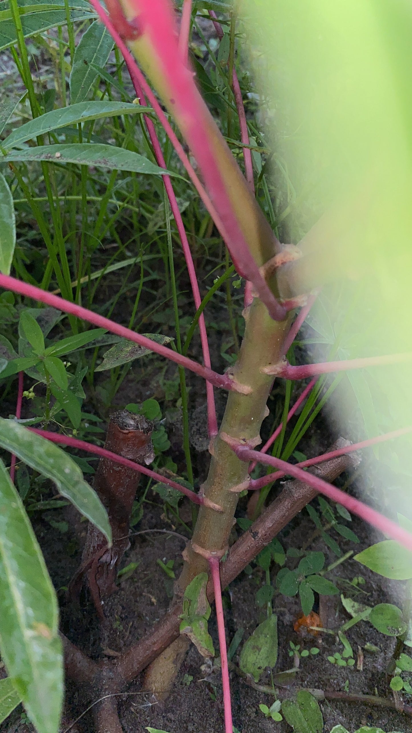 Sweet Jamaican Cassava Cuttings 3 Cuttings