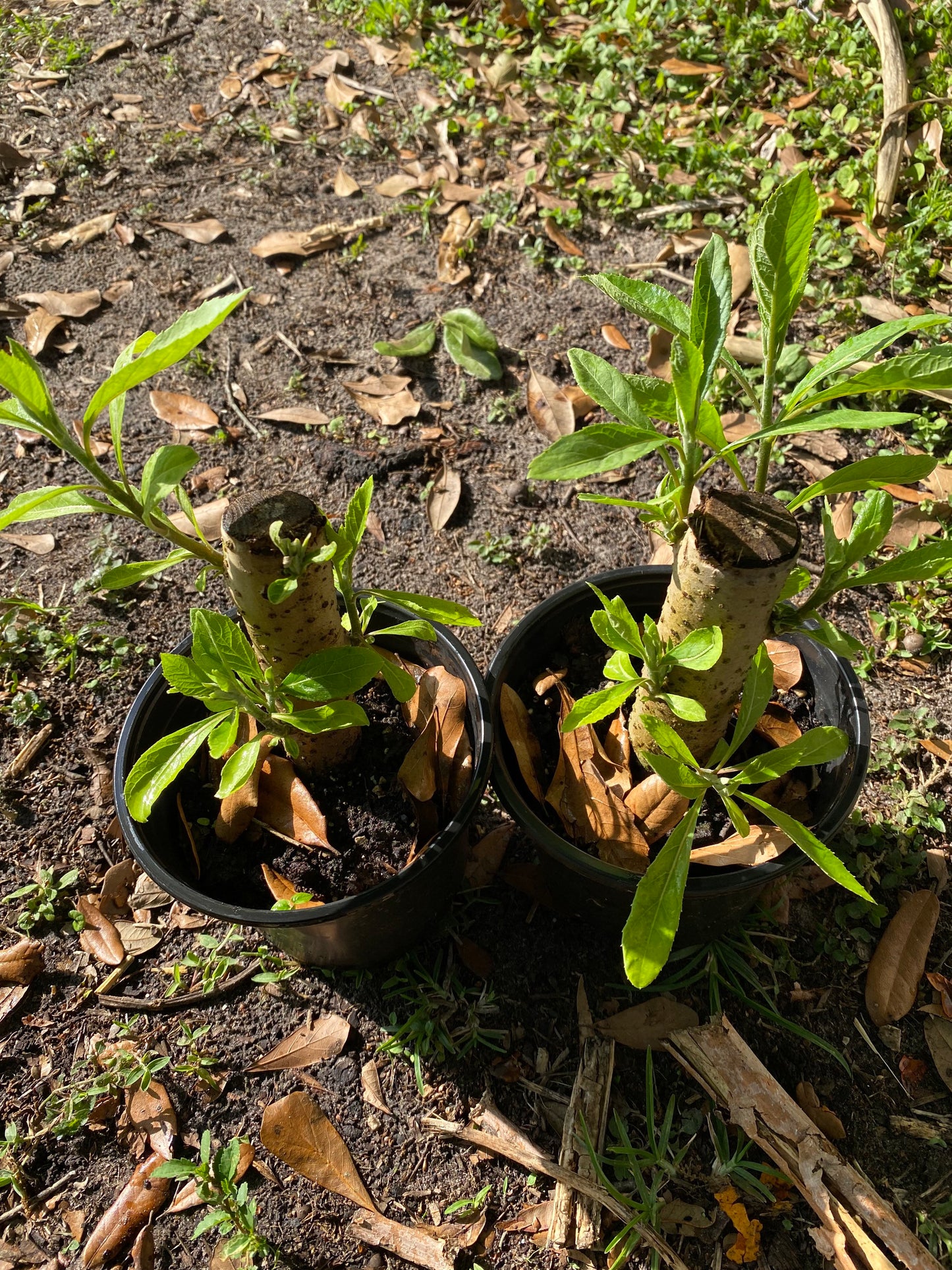 Bitter Leaf Plant  Sprouting. One  plant