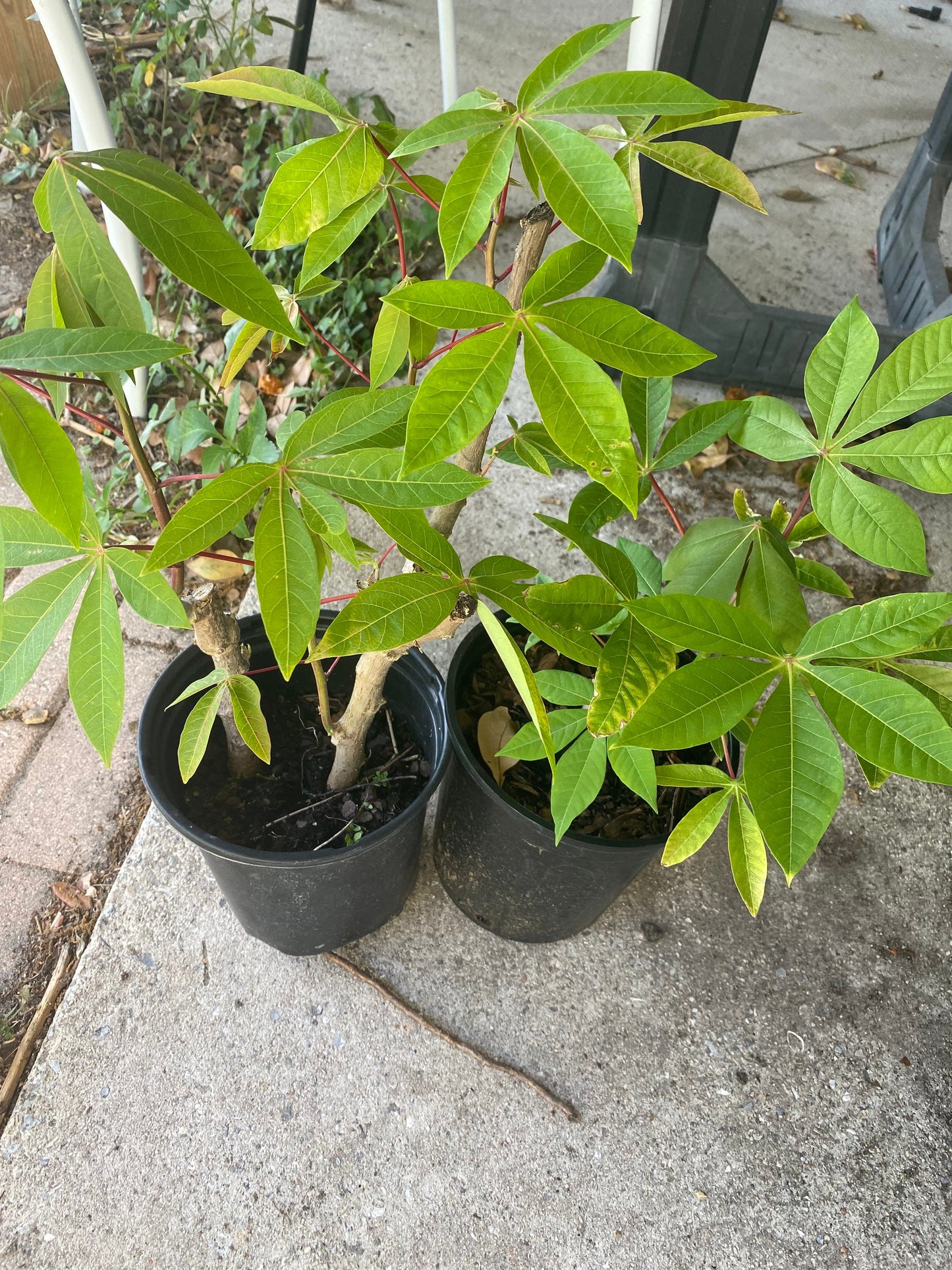 Cassava Plant, Rooted