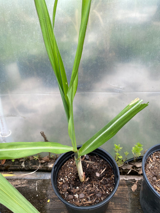 Striped Jamaican Red Sugar Cane 1 plant