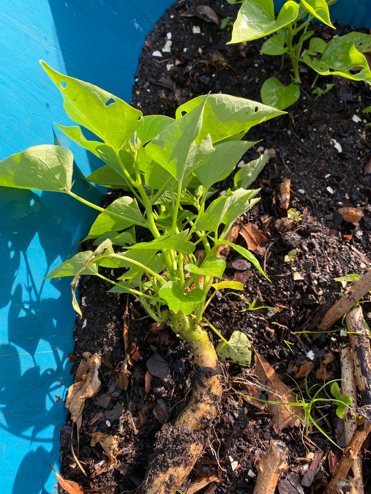 African white Sweet potatoes slips. 3 Potatoes Slips , Ipomoea batatas