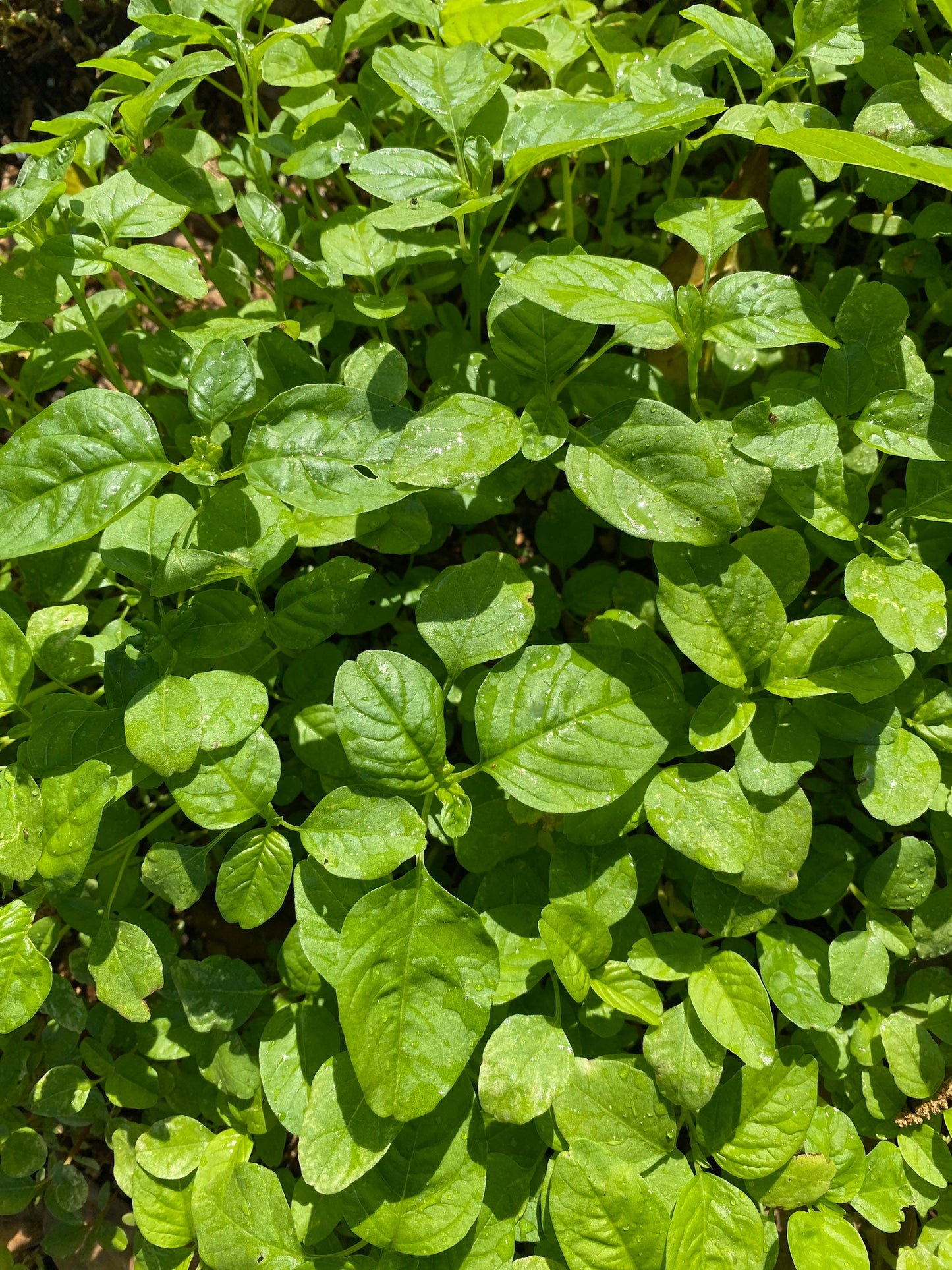 Jamaican Callaloo Seeds (Amaranth),Chinese Spinach, West Indian, Khadaa Saag, Aaaku kooralu, Chaulai saag, Thotakoora