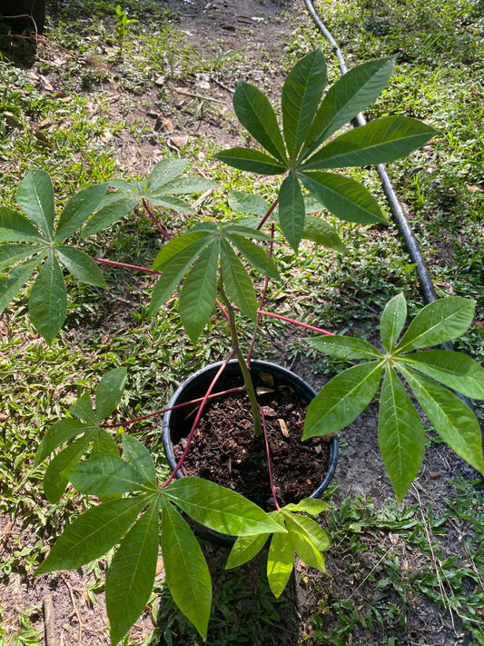 Cassava Plant, Rooted