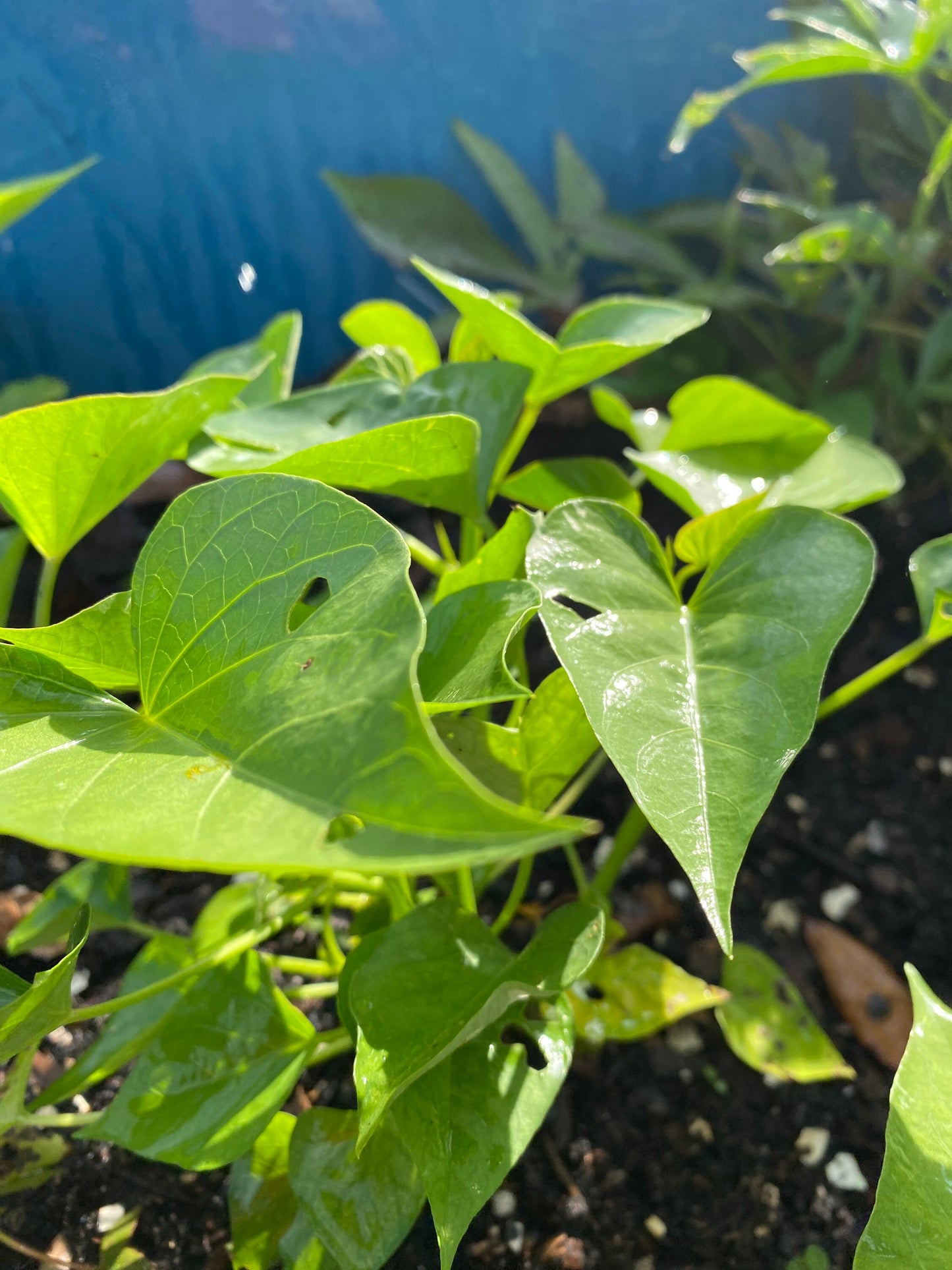 African white Sweet potatoes slips. 3 Potatoes Slips , Ipomoea batatas