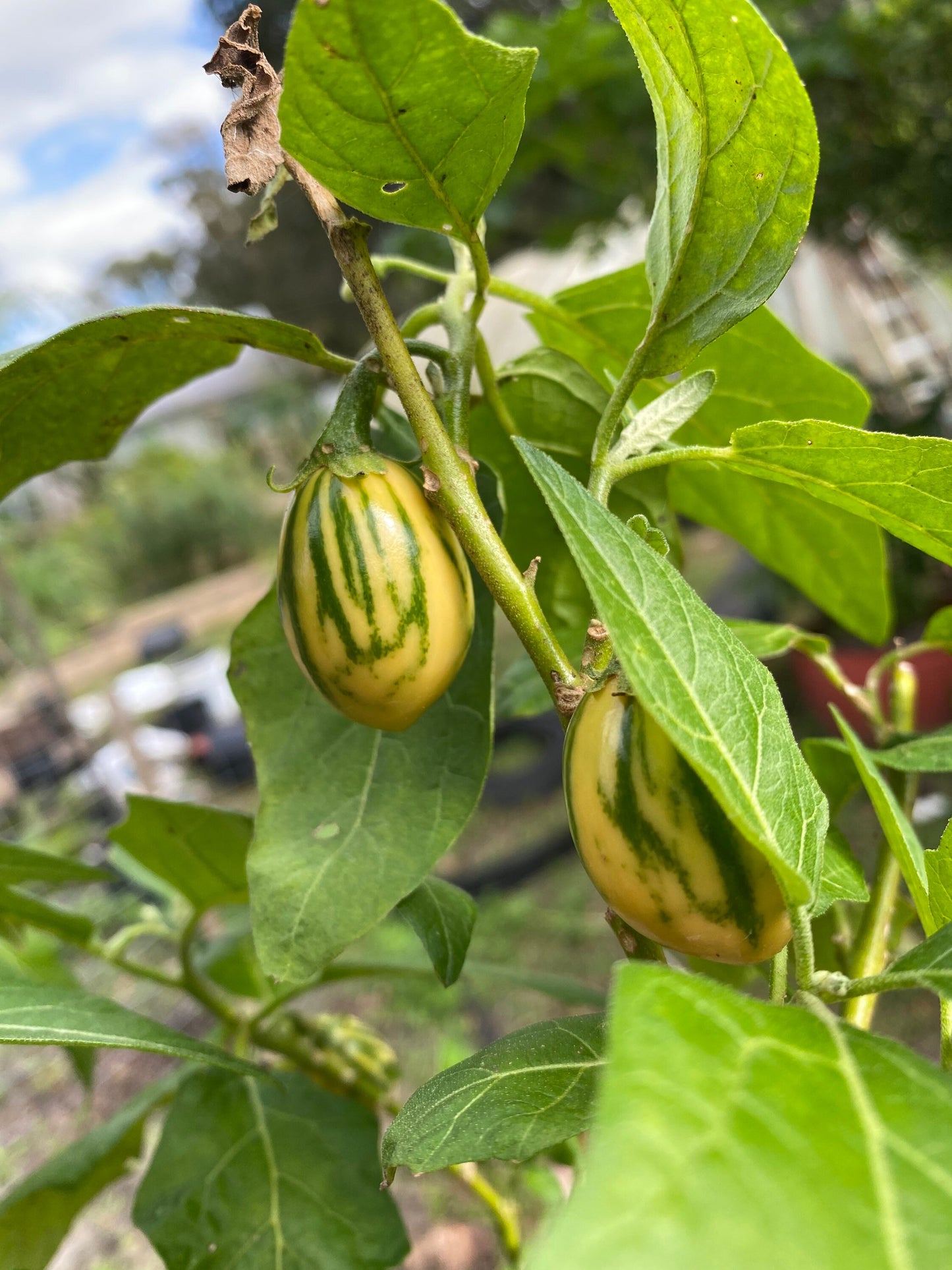 Striped Toga Eggplant Seeds, Solanum Aethiopicum Toga-aubergine-African - seeds