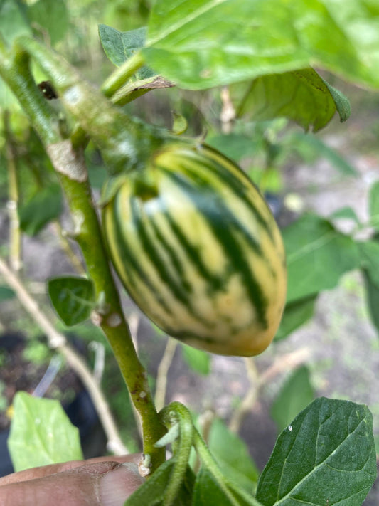 Striped Toga Eggplant Seeds, Solanum Aethiopicum Toga-aubergine-African - seeds