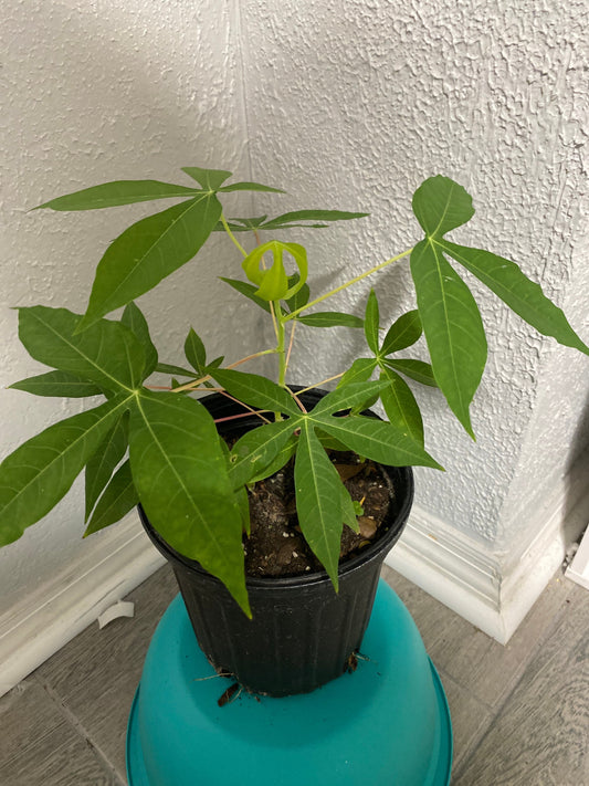 Yellow Cassava plant