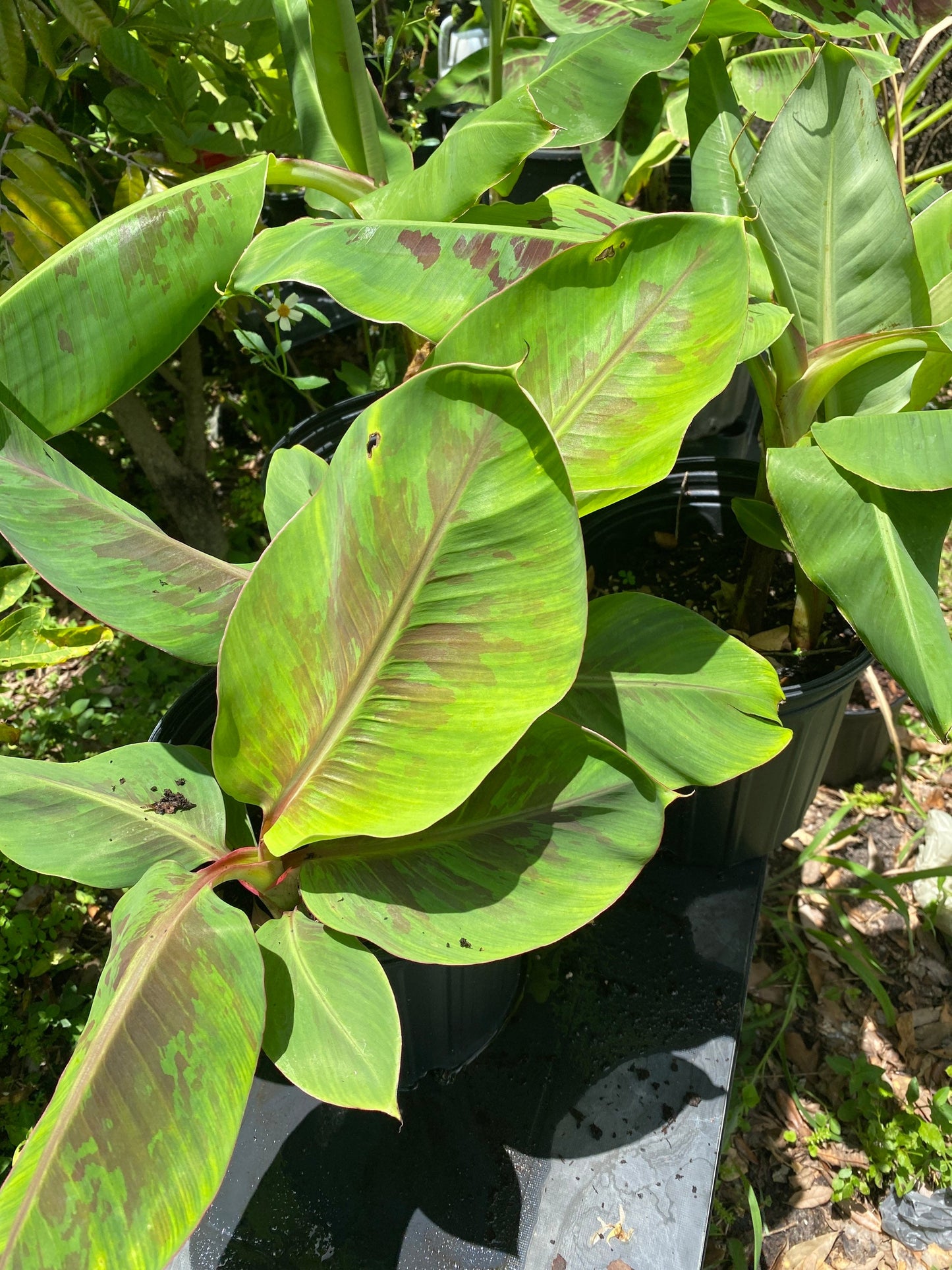 Dwarf Cavendish Banana Plant