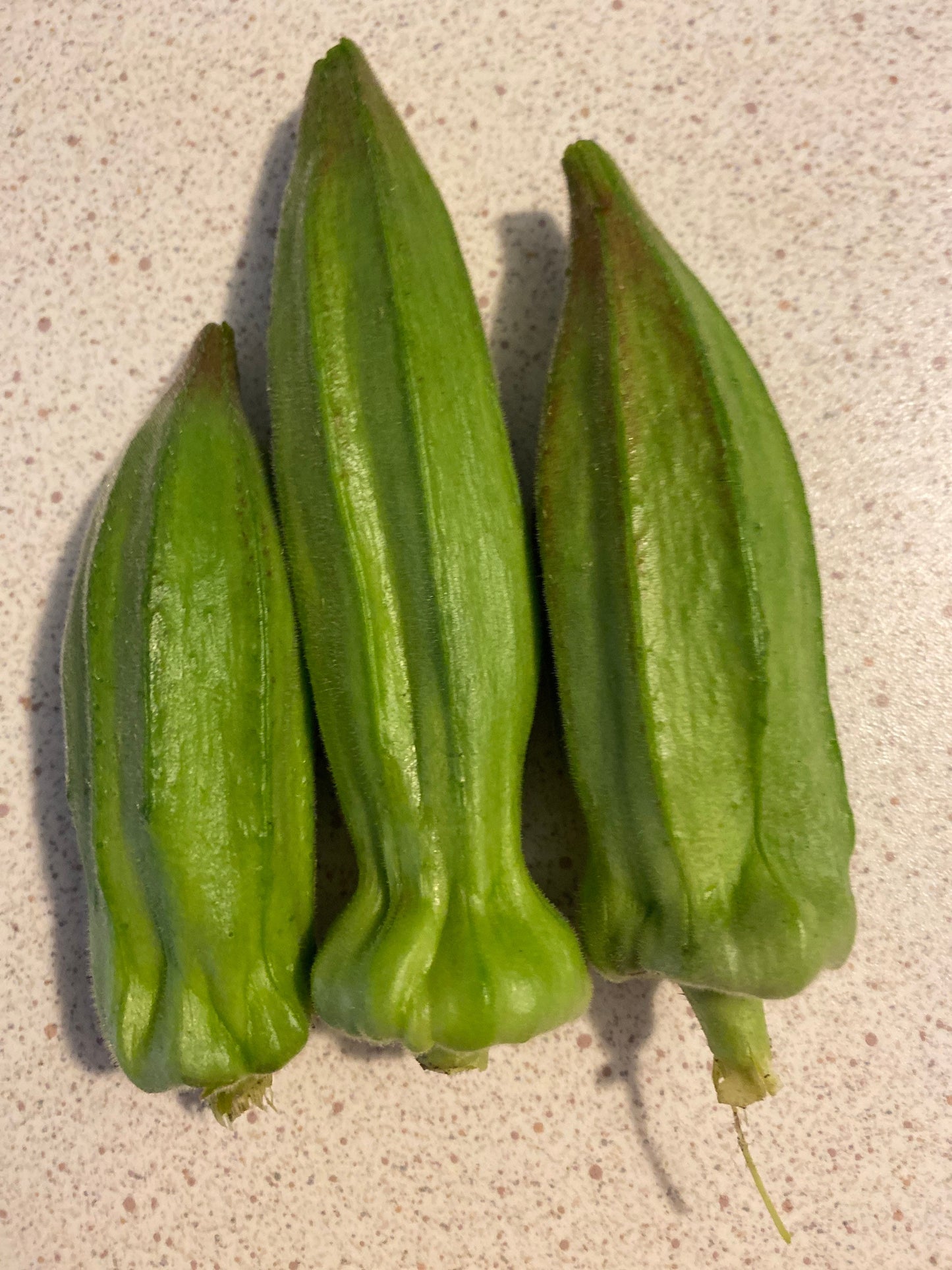 Okra or Okro , Abelmoschus esculentus, Authentic Nigerian Okra, 25 seeds