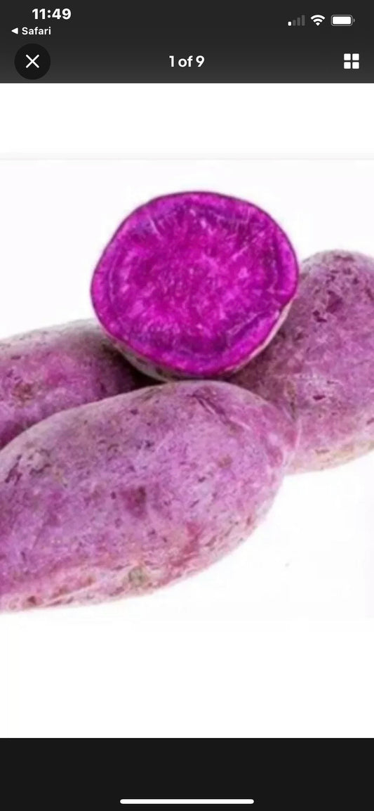 15 Purple Molokai Sweet Potato Stems - Cuttings /  organically - khoai lang.