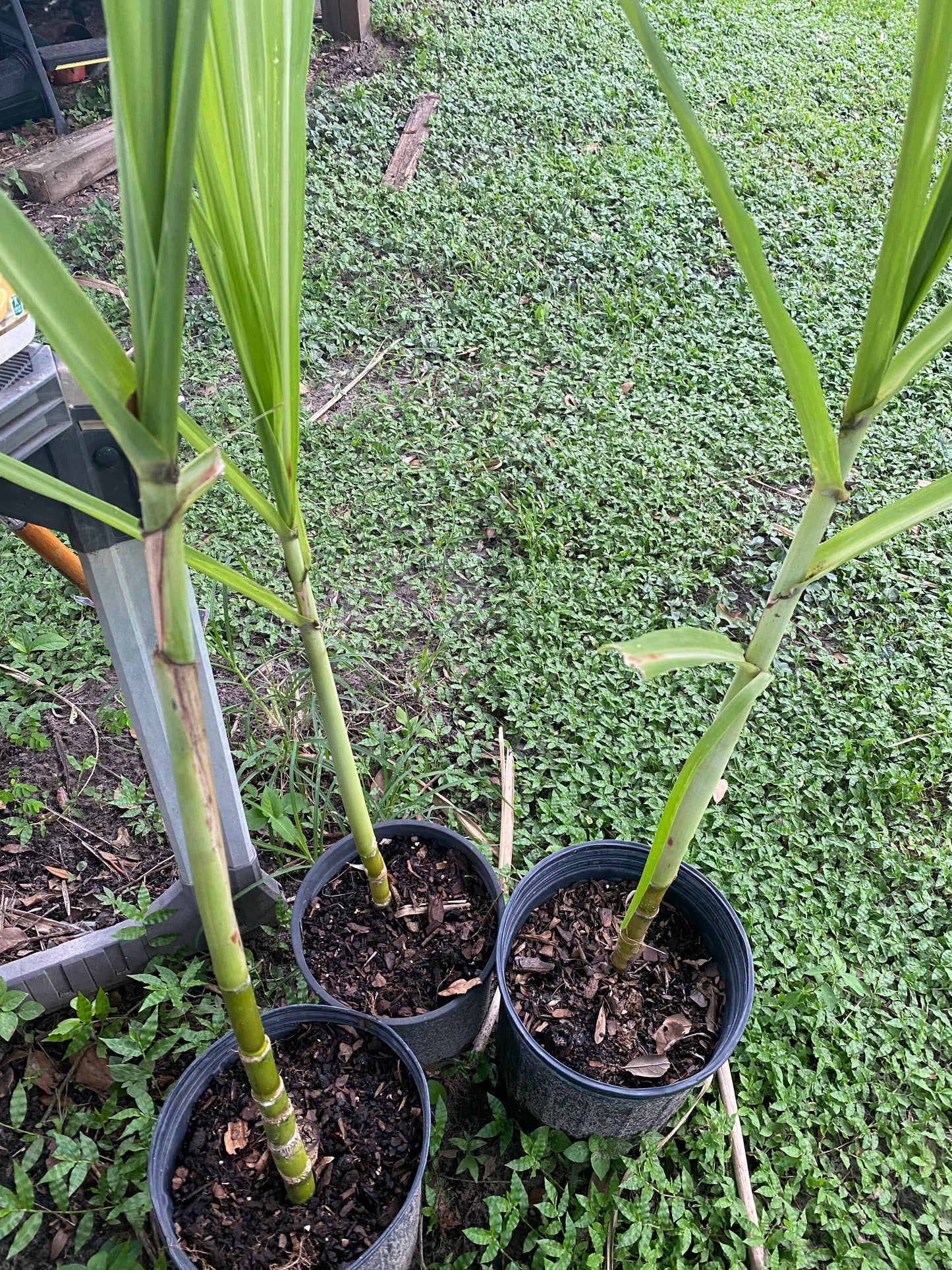 Sugar Cane Plant, GREEN/YELLOW, Organically Grown